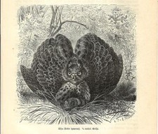 Stampa antica UCCELLO GUFO