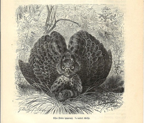 Stampa antica uccello - antica,