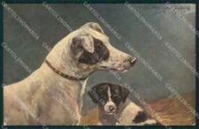 Jack Russell Terrier dog CREASED postcard cartolina QT6146