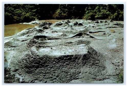 Cartolina frog pond - frog,