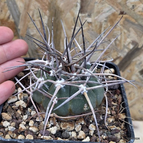 Gymnocalycium armatum vaso - armatum, 10