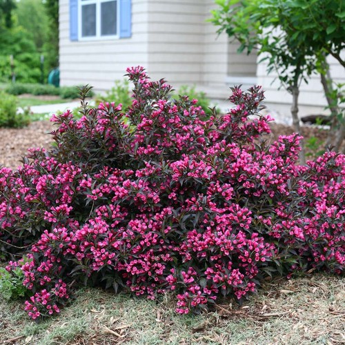 Weigela florida victoria - florida, "victoria"