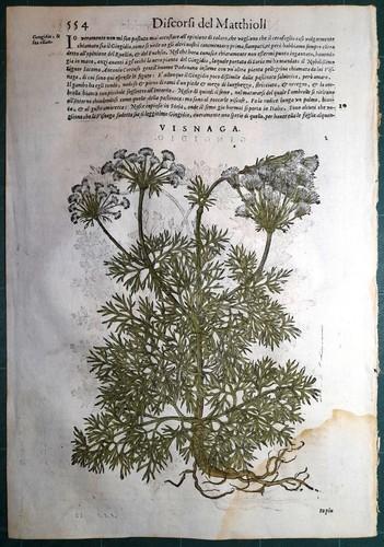 Stampa antica mattioli - stampa,
