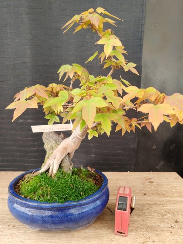 Bonsai acero buergerianum - di,