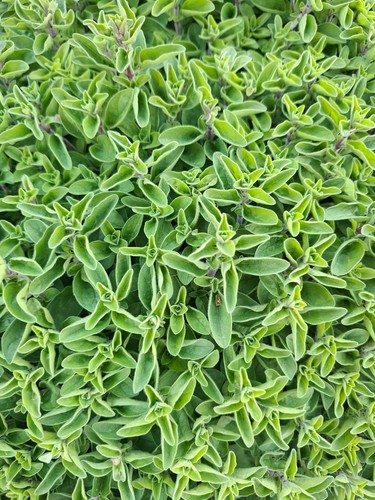 Origano foglie fresche gr - origano,