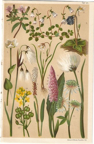 Stampa antica fiori delle alpi - antica,