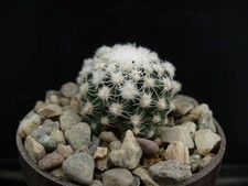 Pediocactus winkleri -