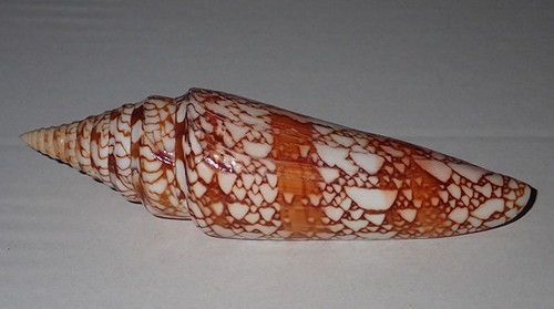 142 rare huge conus - mm,