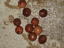 Licuala sp. kalimantan screziato, 8 semi freschi