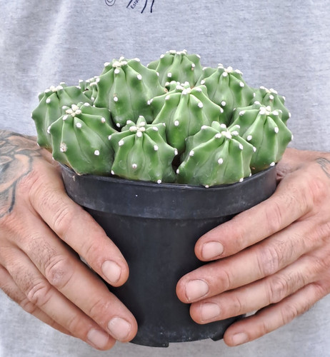 Echinocereus coccineus - , f