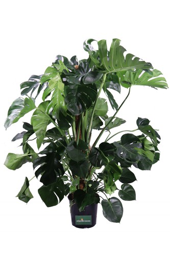 Pianta monstera deliciosa - pianta,