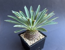 Euphorbia bupleurifolia -