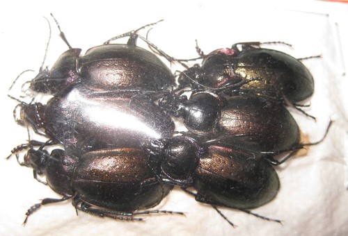 Carabidae carabus nemoralis - carabidae, 6