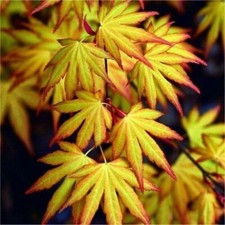 Acero rosso giapponese "Acer palmatum Katsura" pianta in vaso ø11 cm