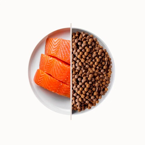Top premium food for dogs - food,