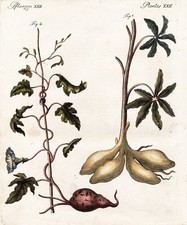 Pianta di patate manioca