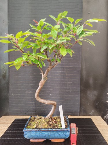 Bonsai melo fiore rosso - di,