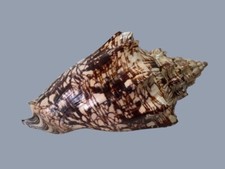 Volutidae, Voluta ebraea, Natal, Brazil, 172 mm, NICE COLORS