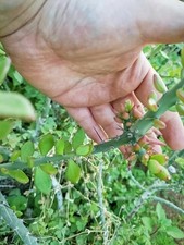 20 talee Pereskiopsis