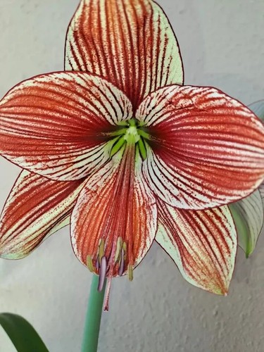 Hippeastrum paz lapacense - la, x