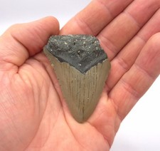 Megalodonte dente di squalo