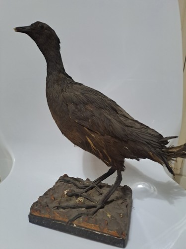 Vintage tassidermia taxidermy - vintage,