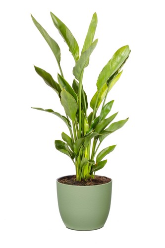 Strelitzia reginae uccello - strelitzia,