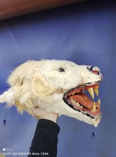 Costume Carnevale Maschera Orso CartaPesta Indossabile Vera Vintage Pelliccia 