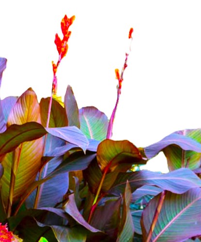 Giant canna plants - giant, rhizome)