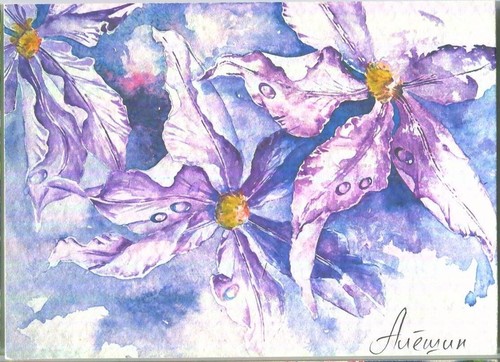 Aceo viola bianco - gocce, di