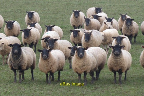 Photo 6x4 suffolk sheep earl - photo, earl's