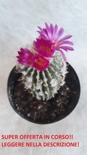 Geohintonia mexicana - DA SEME !!! - vaso 10cm
