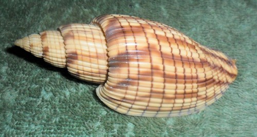 Rfm 86670 voluta lyria - voluta,
