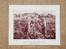 Nella vigna Quadro di Elin Gambogi Damelson Stampa del 1899