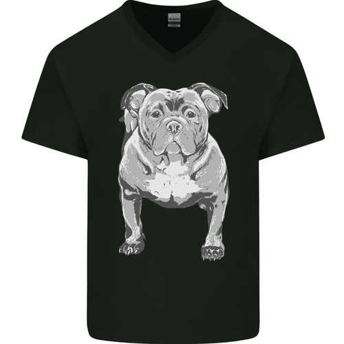 American bully posizione - in,