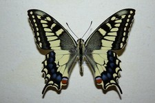 PAPILIO MACHAON SPHYRUS