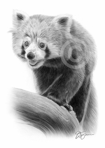 Panda rosso disegno matita - disegno, a