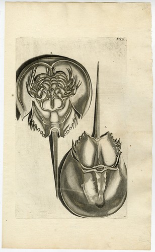 Stampa antica cancro - stampa, antica-cancro