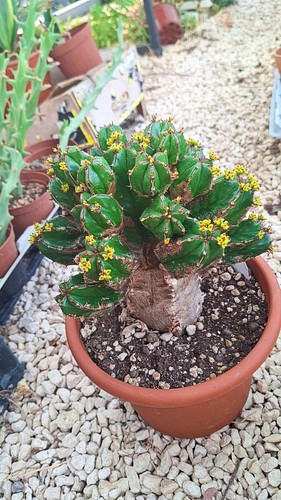 Euphorbia handiensis bonsai