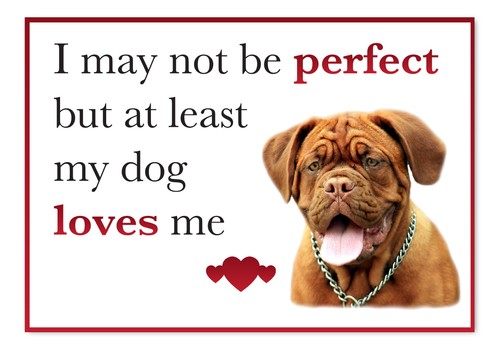 Funny dog loves me - dog,