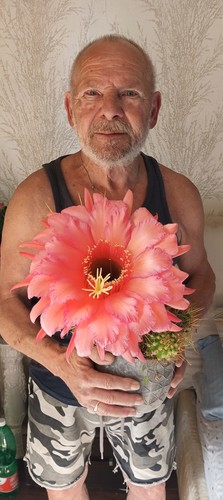 Trichocereus-Echinopsis-lobivi