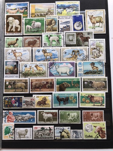 Collezione pecore gr - pecore,
