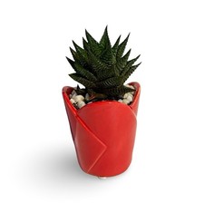 Set 4 Mini Piantine Grasse in