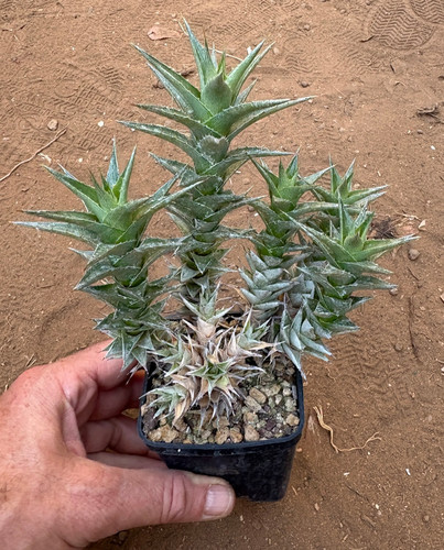 Abromeitiella brevifolia - abromeitiella,
