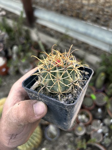 Ferocactus chrysacanthus spina - chrysacanthus,