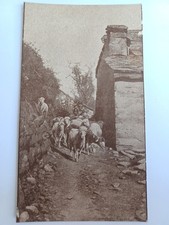 Cartolina Antica Gregge Pecore Touring Club Italiano