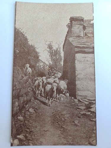 Cartolina antica gregge pecore - cartolina,