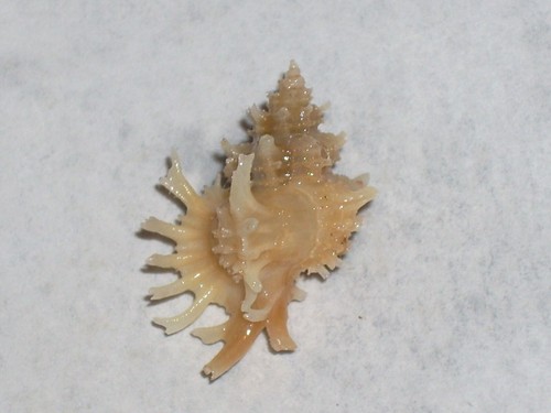 Favartia judithae recurved - judithae,