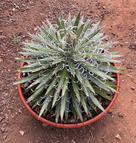Agave leopoldii pianta da - agave,