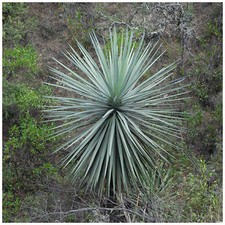 30 semi di Dasylirion lucidum, piante succulente, piante grasse,seed succulents